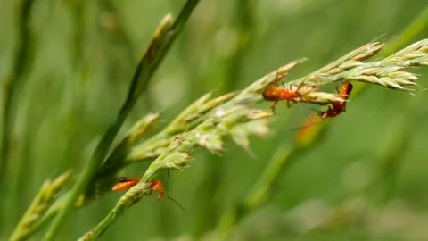Red soldier beetles on wild grass, UK, close up Stock Footage 77344901