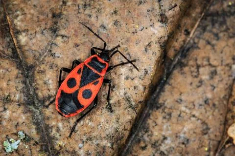 Red soldier bug Stock Photos