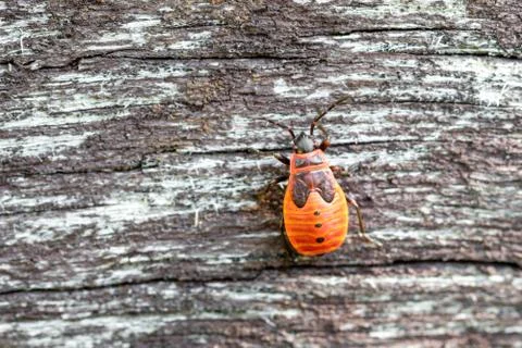Red soldier bug Stock Photos