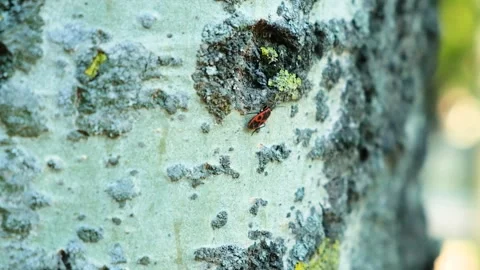 Red soldier bug Pyrrhocoris apterus on a birch tree macro. Stock Footage 253656942