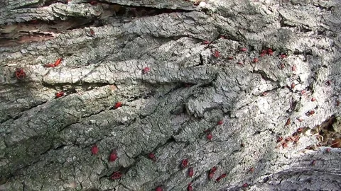 Red soldier bugs crawling on a tree Pyrrhocoris apterus Stock Footage 139827990