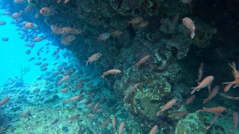 Red Soldierfish School in Ras Mohammed Reef 库存影片 332048906