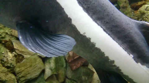 Red-Som close up Stock Footage 49525068