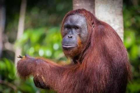 Red Sonja Stock Photos