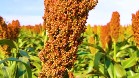 Red sorghum close up Stock Footage 160684744