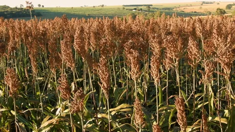 Red sorghum field Stock Footage 145513091