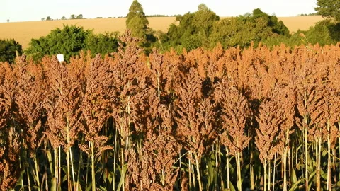 Red sorghum field Stock Footage 145515850