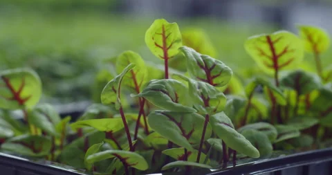 Red sorrel swaying in the wind Видео 152289248