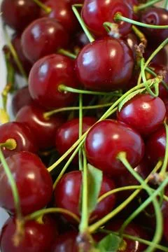 Red sour cherries with stems Fotos Stock