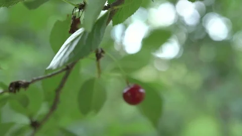 Red sour cherry tree branch with a tasty fruit. Close-up cherry tree branches Stock Footage 112600941