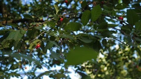 Red sour cherry tree branch with pair of tasty fruit on wind 库存影片 119536157