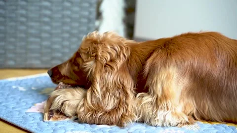 A red spaniel dog gnaws on a bone Stock Footage 293302951