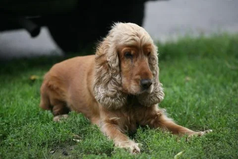 Red spaniel on the grass Stock Photos