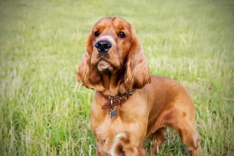 Red spaniel on the green grass Stock Photos