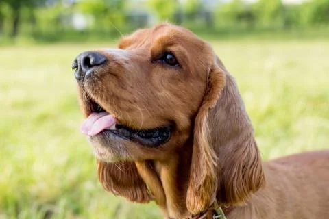 Red spaniel on the green grass Stock Photos