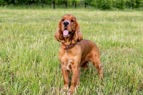 Red spaniel on the green grass Stock Photos