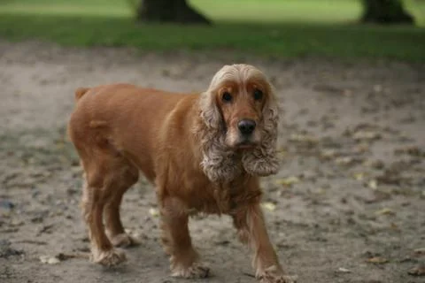 Red spaniel Stock Photos