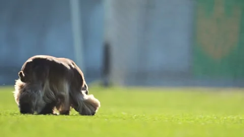 Red Spaniel running on green grass in slow motion, full of energy and charm. Stock Footage 295051526