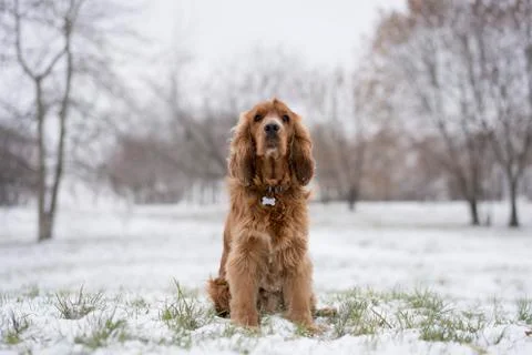 Red spaniel sitting in the snow. Foto stock
