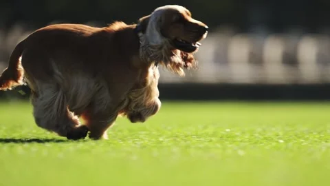 Red Spaniel in slow motion playfully running across a lush green football field. Stock Footage 293741212