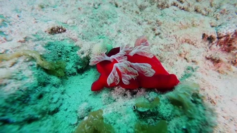 Red Spanish Dancer sea slug swimming elegantly with white frilly gills in a cora Stock Footage 311925772