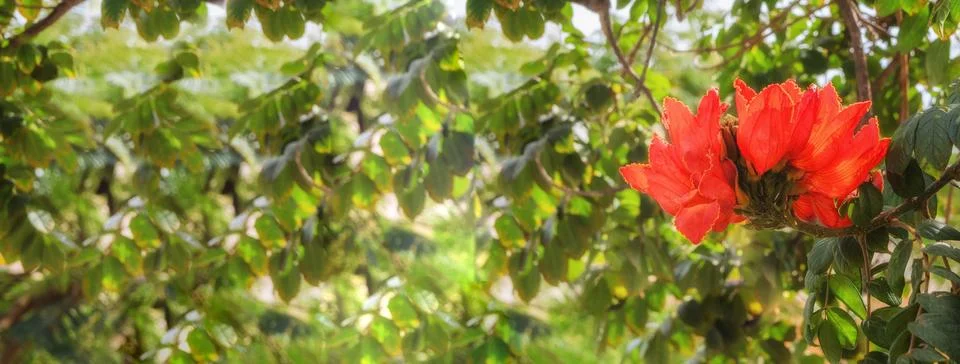 Red Spathodea flower large background for banner Stock Photos