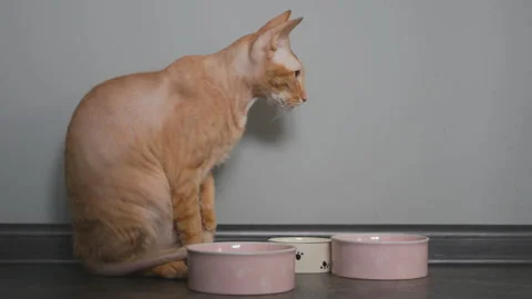 Red sphynx cat sad did not wait for food and left hungry. The cat expected to be Video stock 145961661