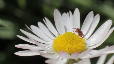 A red spider on a daisy Stock Footage 129916334