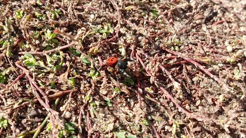 The red spider Eresus kollari crawls on the sand and grass in the rays of the Stock Footage 318356150