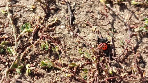 The red spider Eresus kollari crawls on the sand and grass in the rays of the Stock Footage 318356154