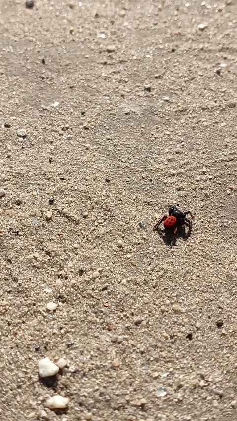The red spider Eresus kollari crawls on the sand in the rays of the sun. A Stock Footage 318356173
