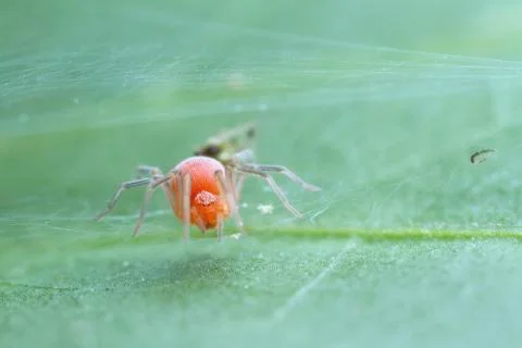 Red spider on green leaf Stock Photos