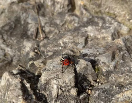 A red spider (ladybug spider) on the rock Stock Photos