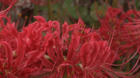 Red Spider Lilies Stock Footage 33604113
