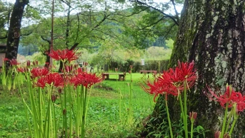 Red Spider Lilies by a Large Tree in Park Stock Footage 346736355