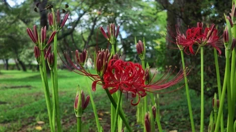 Red Spider Lilies by a Tree Trunk in Rural Japan Stock Footage 346787992