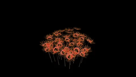 Red Spider Lilly Flowers Stock Footage 88435426