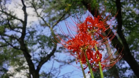 Red Spider Lily and Blue Sky with Nature Bokeh Stock Footage 346254566