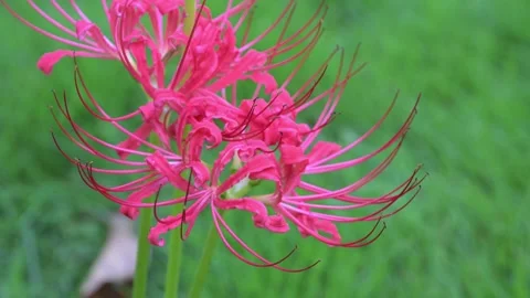 Red Spider Lily Flowers Pair Close Up Detail Stock-Footage 345030286