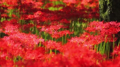 Red spider lily in the park middle shot shallow focus Stock Footage