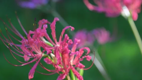 Red Spider Lily Swaying in Wind Close Up Stock-Footage 345030588
