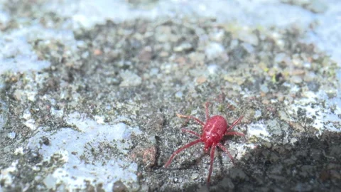 Red spider macro closeup walking towards camera in slow motion over grey stone 스톡 동영상 280010306
