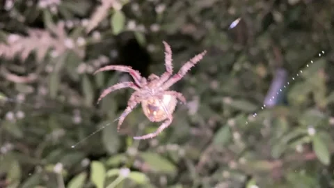 Red Spider making trap close up at night Stock-Footage 168143146