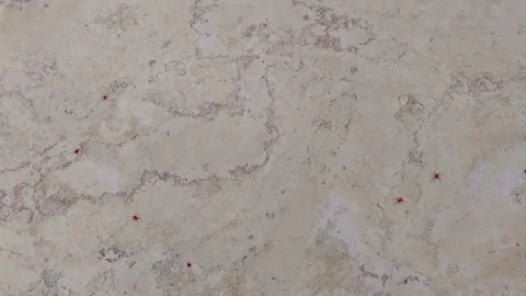 Red spider-mite with long legs. It wakes up in the spring when the sun warms Vídeo Stock 108618022