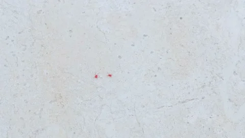 Red spider-mite with long legs. It wakes up in the spring when the sun warms Vídeo Stock 154402835