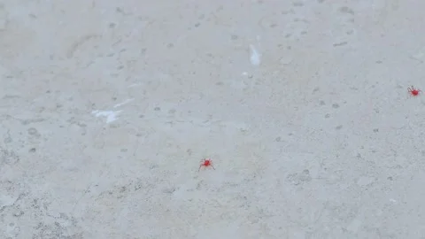 Red spider-mite with long legs. It wakes up in the spring when the sun warms Stock-Footage 154402840