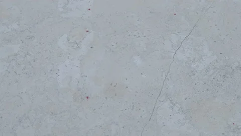 Red spider-mite with long legs. It wakes up in the spring when the sun warms Stock-Footage 154402941