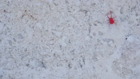 Red spider-mite with long legs. It wakes up in the spring when the sun warms  스톡 동영상 170856469