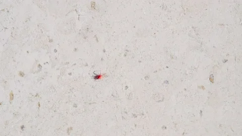 Spider Legs Stock Video Footage | Royalty Free Spider Legs Videos | Page 8