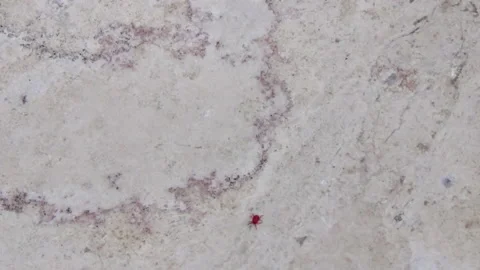 Red spider-mite with long legs. It wakes up in the spring when the sun warms  Stock-Footage 239725480